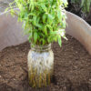 Willow, Weeping (Salix babylonica) potted tree in a 9 inch deep pot, organic - Image 3