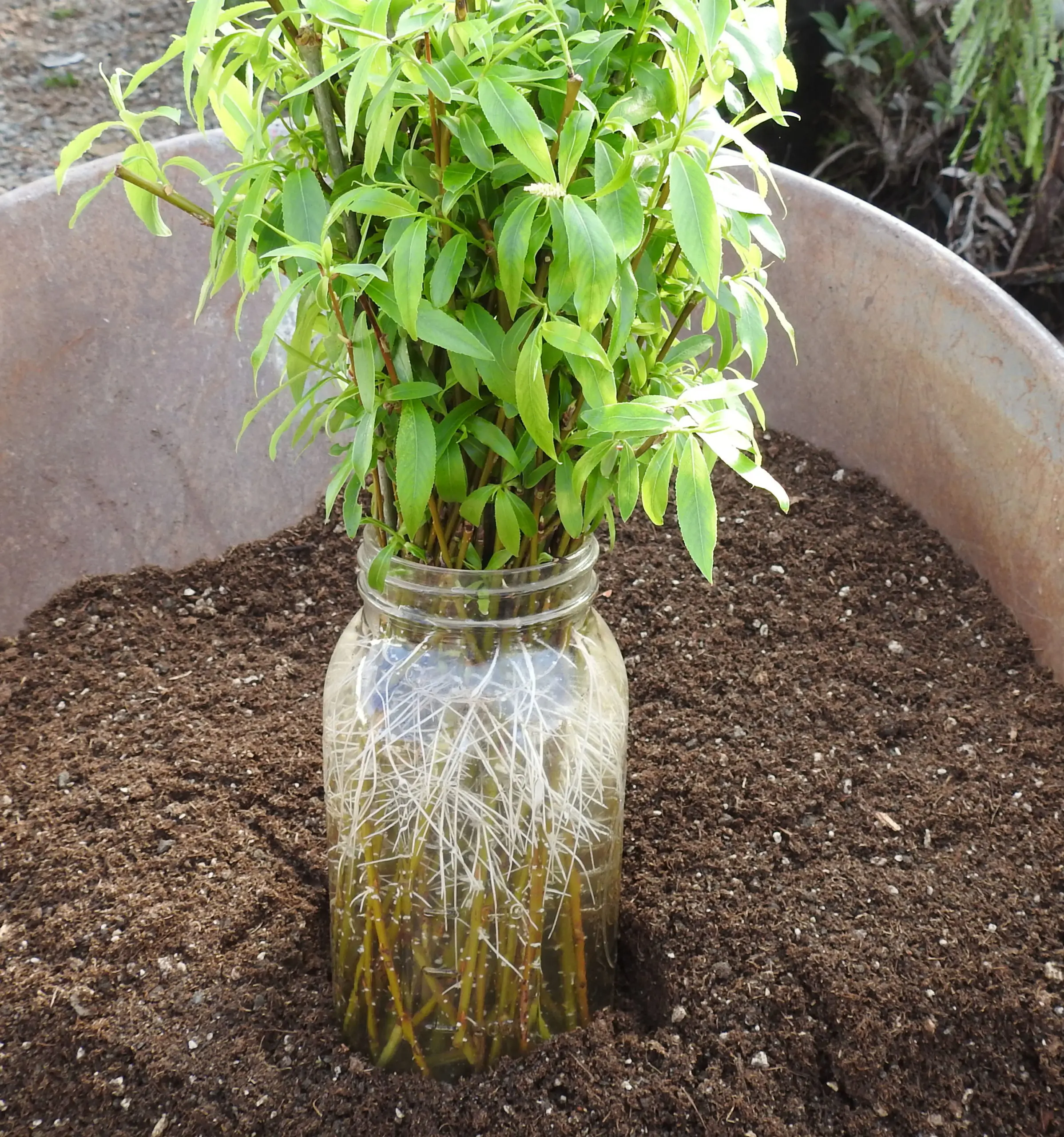 Willow, Weeping (Salix babylonica) potted tree in a 5-inch pot, organic - Image 3