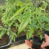 Willow, Weeping (Salix babylonica) potted tree in a 9 inch deep pot, organic - Image 4