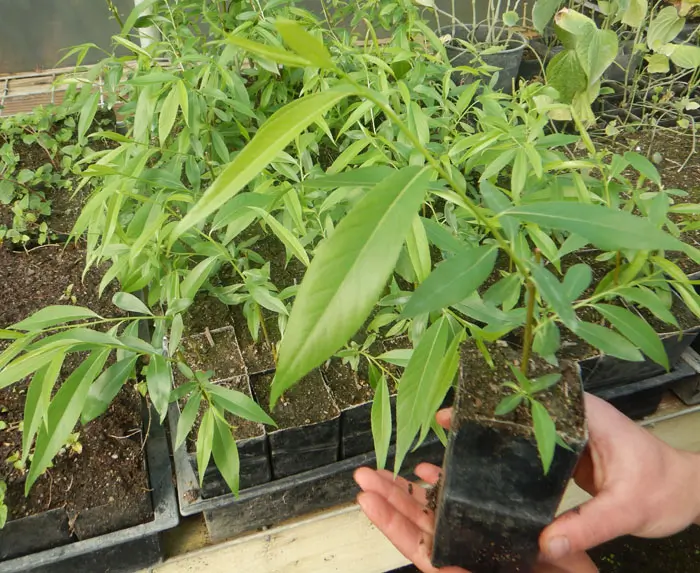 Willow, Weeping (Salix babylonica) potted tree in a 5-inch pot, organic - Image 4