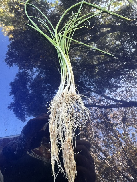 Onion, Welsh (Allium fistulosum), Welsh Onion, packet of 50 seeds, organic