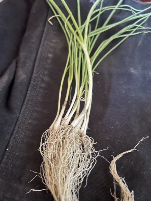 Onion, Welsh (Allium fistulosum), Welsh Onion, packet of 50 seeds, organic - Image 2