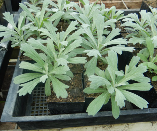 Seeds 100+ Western Mugwort Artemisia vulgaris