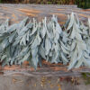 Sage, White (Salvia apiana) seeds, organic - Image 2