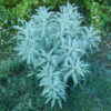 Sage, White (Salvia apiana) seeds, organic