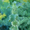 Horehound, White (Marrubium vulgare), packet of 100 seeds, organic - Image 4