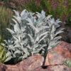 Sage, White (Salvia apiana) seeds, organic - Image 7