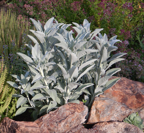 White Sage 20-750 Seeds ORGANIC Herbs Salvia Apiana Medicinal Rare Perennial