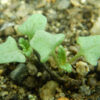 Sage, White (Salvia apiana) seeds, organic - Image 4