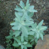Sage, White (Salvia apiana) seeds, organic - Image 6