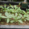 Sage, White (Salvia apiana) seeds, organic - Image 3