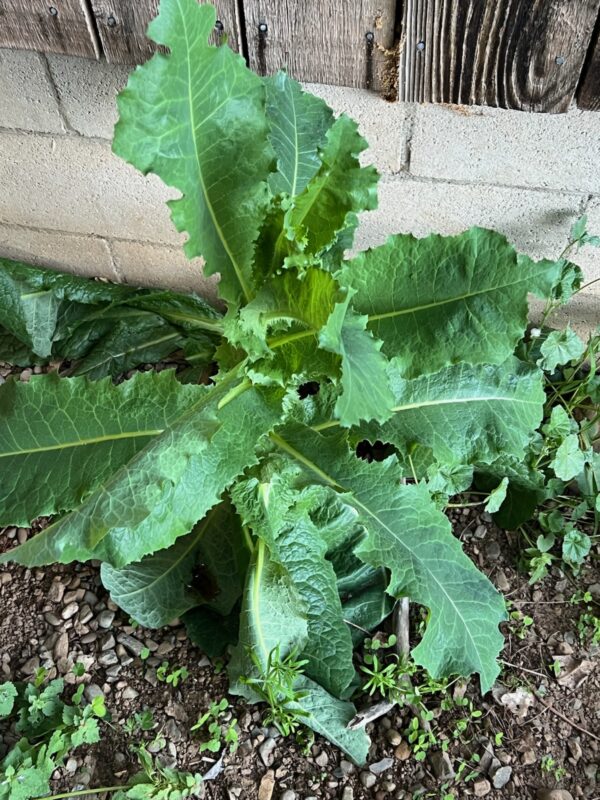 Lettuce, Wild (Wild Lettuce) (Lactuca virosa) seeds, organic