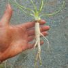 Queen Anne's Lace (Daucus carota) seeds, Organic [WA no] - Image 3