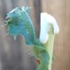 Lettuce, Wild (Wild Lettuce) (Lactuca virosa), potted plant, organic - Image 5