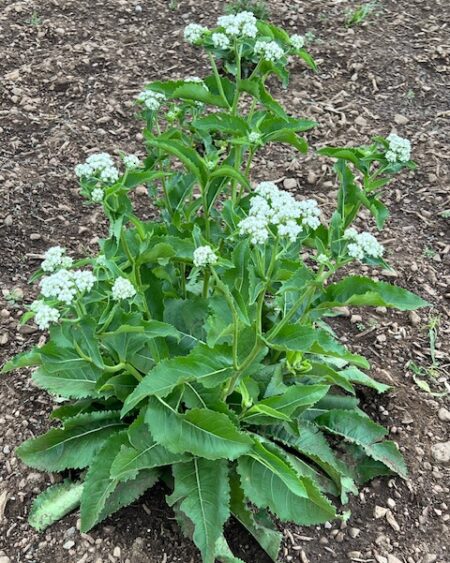 Wild Quinine (Parthenium integrifolium) packet of 50 seeds, organic