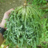 Arugula, Wild Roquette (Diplotaxis tenufolia) seeds, organic - Image 2
