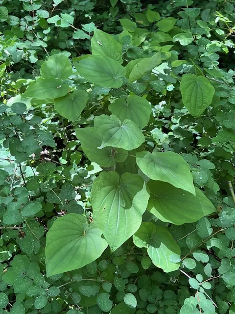 Wild Yam, American--Four-Leaf Yam (Dioscorea quaternata) potted plant, organic - Image 2
