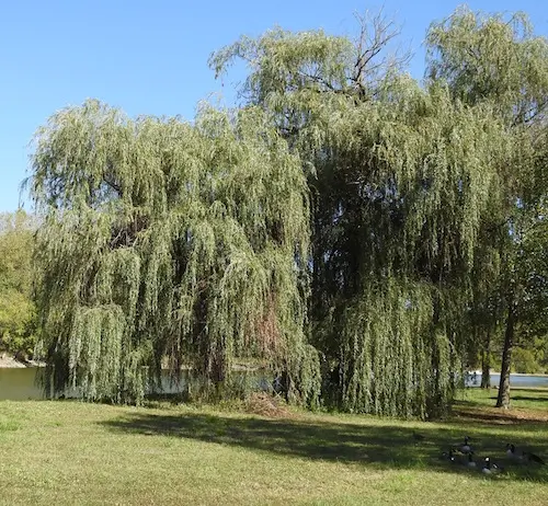 Willow, Weeping (Salix babylonica) potted tree in a 5-inch pot, organic