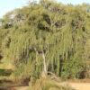 Willow, Weeping (Salix babylonica) potted tree in a 9 inch deep pot, organic - Image 2