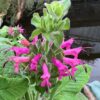 Sage, Pitcher (Salvia spathacea) seeds, organic