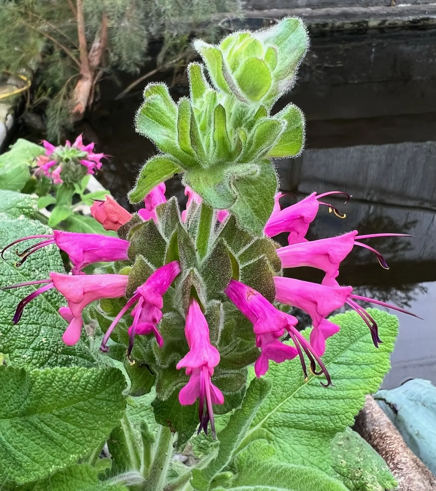 Sage, Pitcher (Salvia spathacea) seeds, organic
