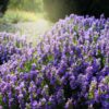 Winter Savory (Satureja montana) in Bloom