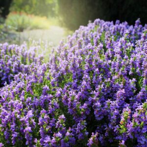 Winter Savory (Satureja montana) in Bloom