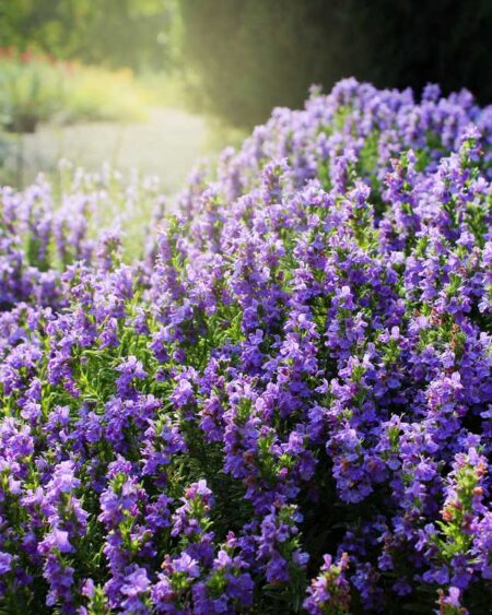 Winter Savory (Satureja montana) in Bloom