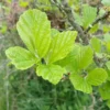 Witch Hazel, Virginian (Hamamelis virginiana) potted tree, Organic