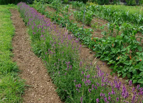 Wood Betony (Stachys officinalis) seeds, organic - Image 3