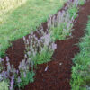 Wood Betony (Stachys officinalis) potted plant, organic - Image 3