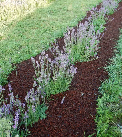 Wood Betony (Stachys officinalis) seeds, organic - Image 2