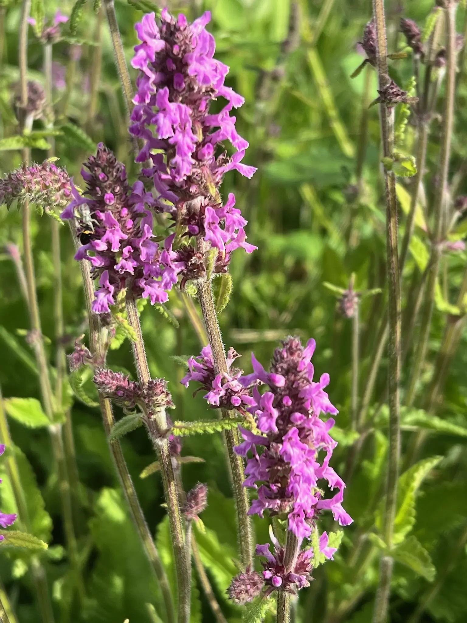 Wood Betony (Stachys officinalis) seeds, organic - Image 6