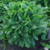 Wood Betony (Stachys officinalis) potted plant, organic