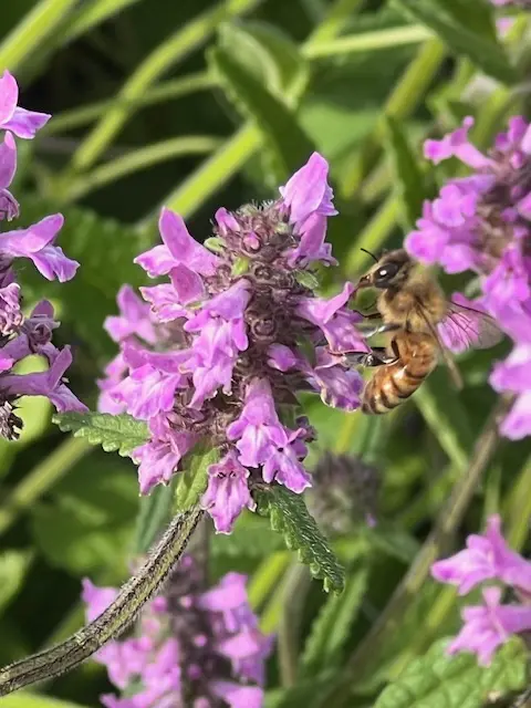 Wood Betony (Stachys officinalis) seeds, organic
