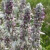 Wooly Lambs Ears (Stachys byzantina), packet of 20 seeds, organic - Image 7