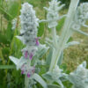 Wooly Lambs Ears (Stachys byzantina), packet of 20 seeds, organic - Image 6