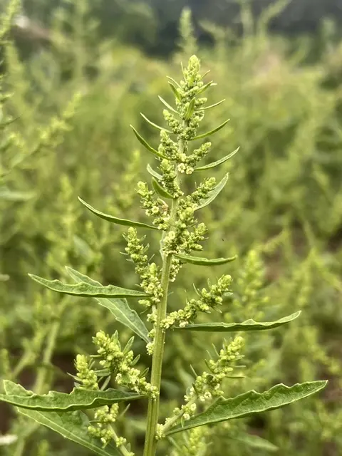 Epazote (Chenopodium ambrosioides) seeds, organic