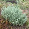 Wormwood, Absinthe (Artemisia absinthium) seeds, organic [SD, WA no]