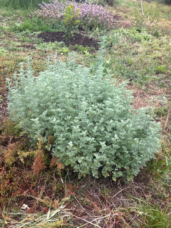 Wormwood, Absinthe (Artemisia absinthium) seeds, organic [SD, WA no]