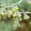 Wormwood, Absinthe (Artemisia absinthium) seeds, organic [SD, WA no] - Image 5