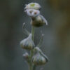 Wormwood, Absinthe (Artemisia absinthium) seeds, organic [SD, WA no] - Image 2