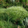 Dream Root, Xhosa (Silene capensis) plant, organic - Image 3