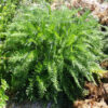 Yarrow, Official (Achillea millefolium) potted plant, organic - Image 3