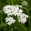 Yarrow, Official (Achillea millefolium) potted plant, organic - Image 2