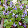Violet, Sweet (Viola odorata), packet of 20 seeds, organic - Image 4