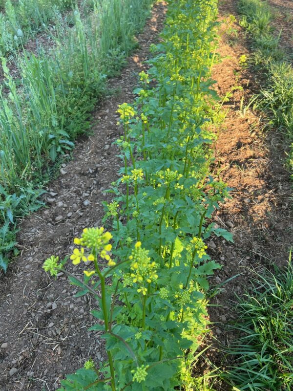 Mustard, White (Yellow Mustard) (Sinapis alba) seeds, organic - Image 4