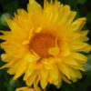 Calendula, Mixed Colors (Calendula officinalis) seeds, organic - Image 7