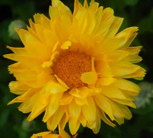 Calendula, Mixed Colors (Calendula officinalis) seeds, organic - Image 7