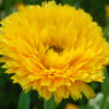 Calendula, Mixed Colors (Calendula officinalis) seeds, organic - Image 8